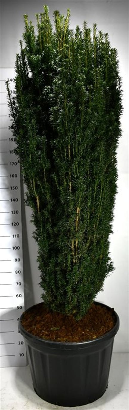 Idegran – Taxus baccata 'Pirat' - C180 180-200 cm.