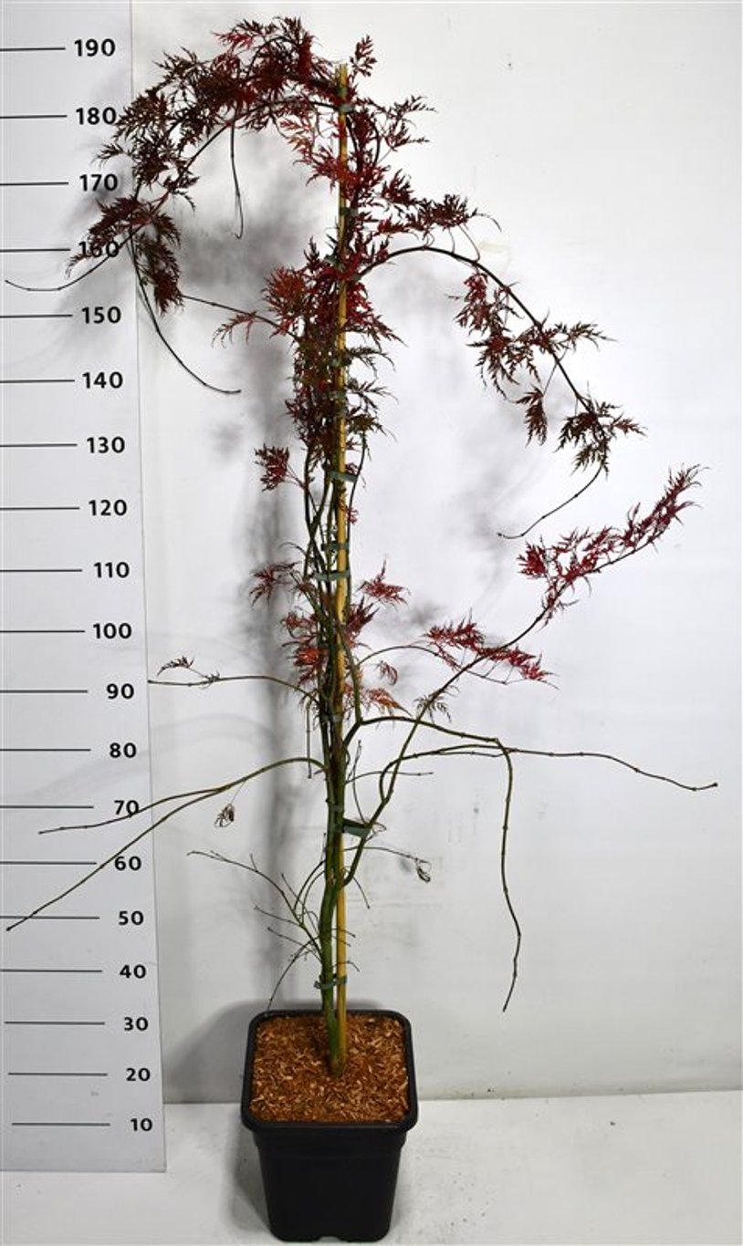 Japansk lönn – Acer palmatum &