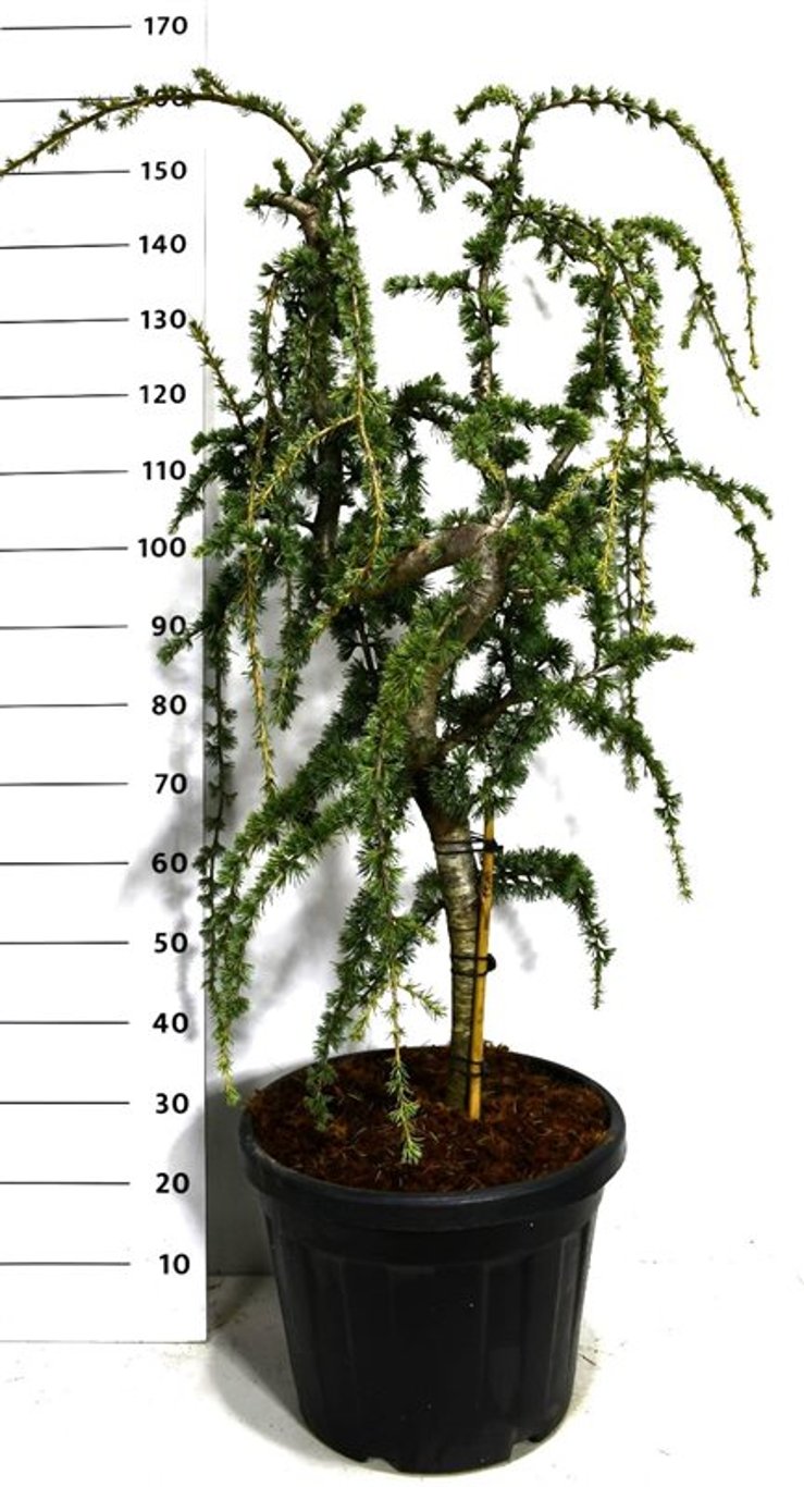 Atlasceder – Cedrus atlantica &
