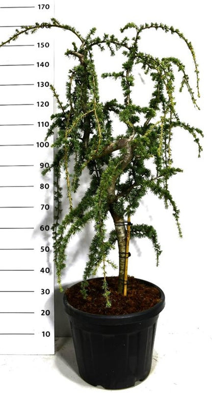 Atlasceder – Cedrus atlantica &