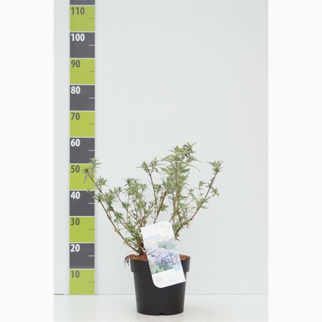 Sommarlilja – Buddleja dav. 'Buzz Sky Blue' - C4,6