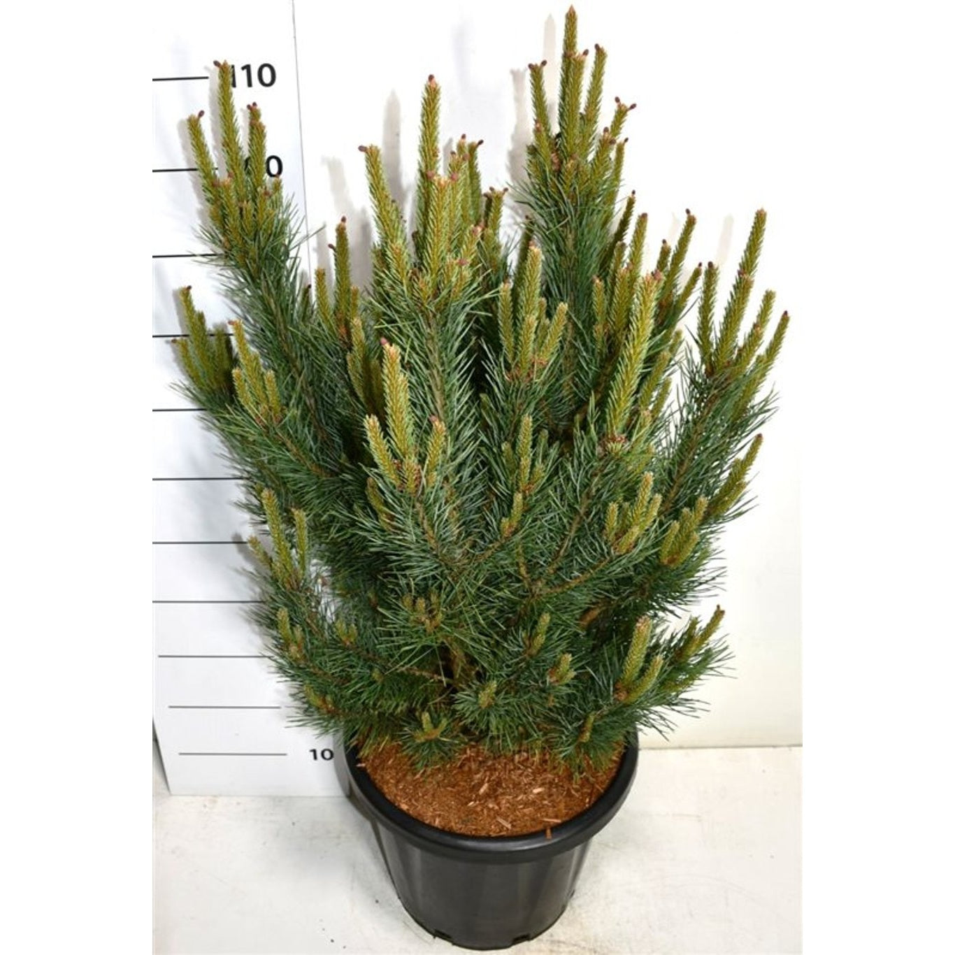 Tall – Pinus sylvestris 'Watereri' - C25 70-80 CM