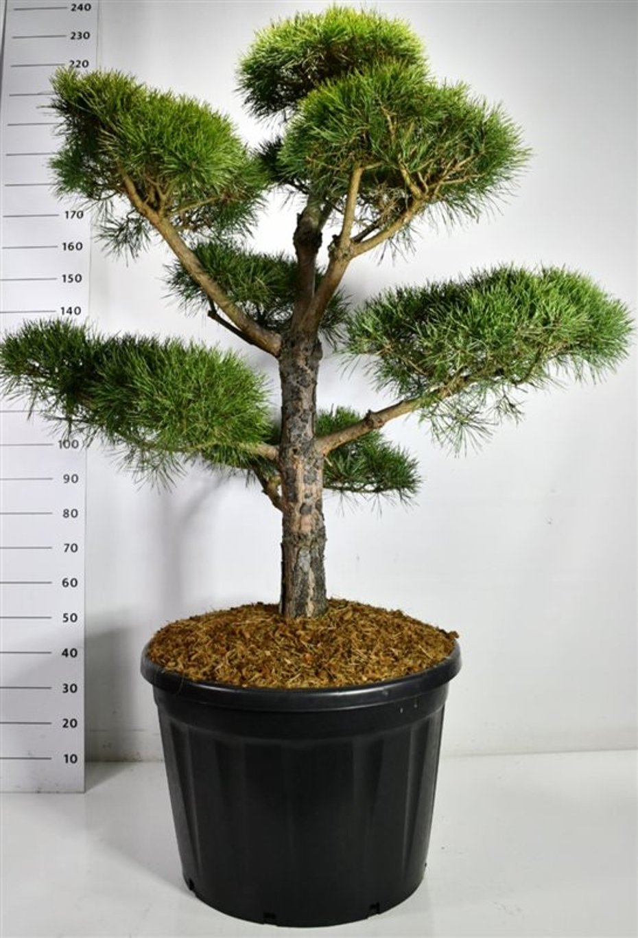 Tall – Pinus sylvestris - C180 140 cm. Bonsai