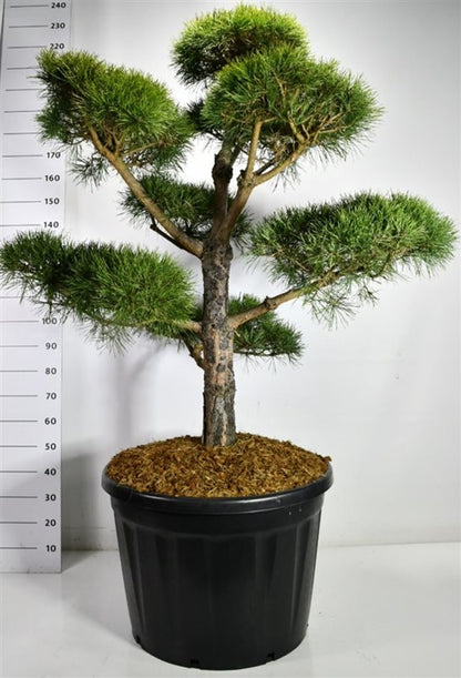 Tall – Pinus sylvestris - C180 140 cm. Bonsai
