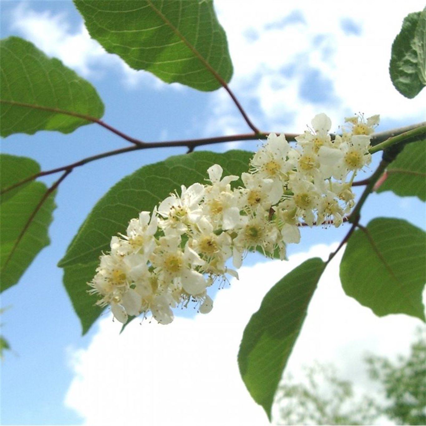 Hägg – Prunus padus 'Watereri' - 10/12 in Cont HO/ST