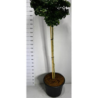 Tempelträd – Ginkgo biloba 'Mariken' - C65 150 cm. Stam