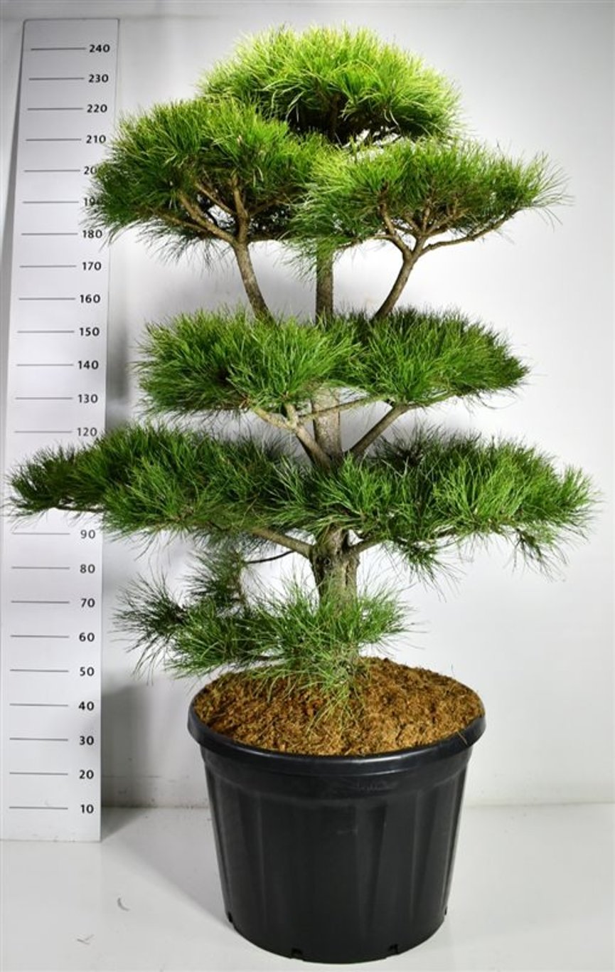 Svarttall – Pinus nigra &