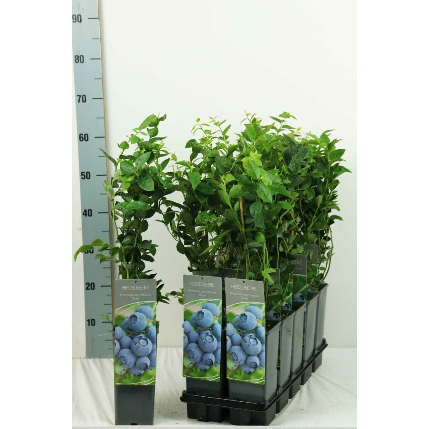 Trädgårdsblåbär – Vaccinium corymbosum 'Duke' - C2 30-40 CM