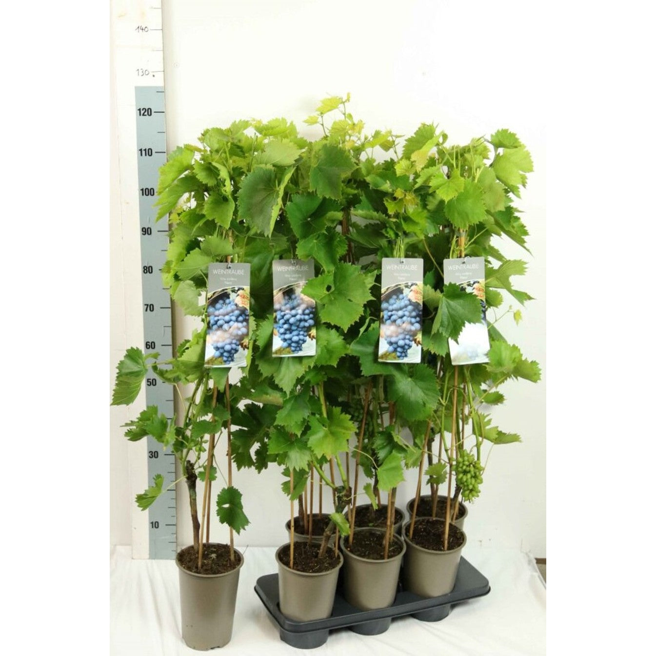 Vinranka – Vitis 'Nero' - C3 80-100 CM Stick