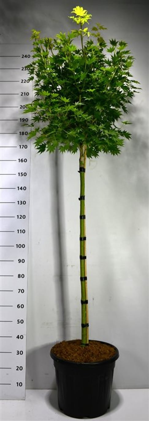 Japansk solfjäderslönn – Acer shirasawanum &