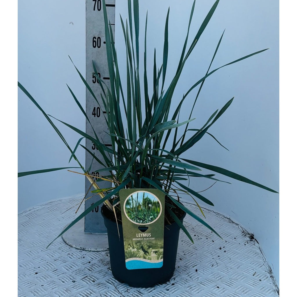 Strandråg – Leymus arenarius 'Blue Dune' - C5
