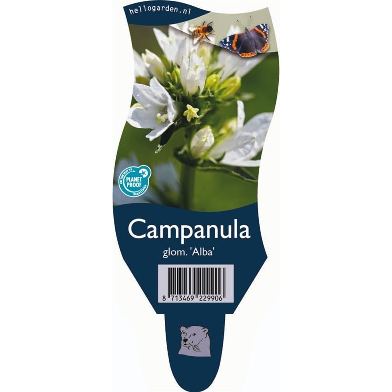 Bollklocka – Campanula glomerata 'Alba' - P11