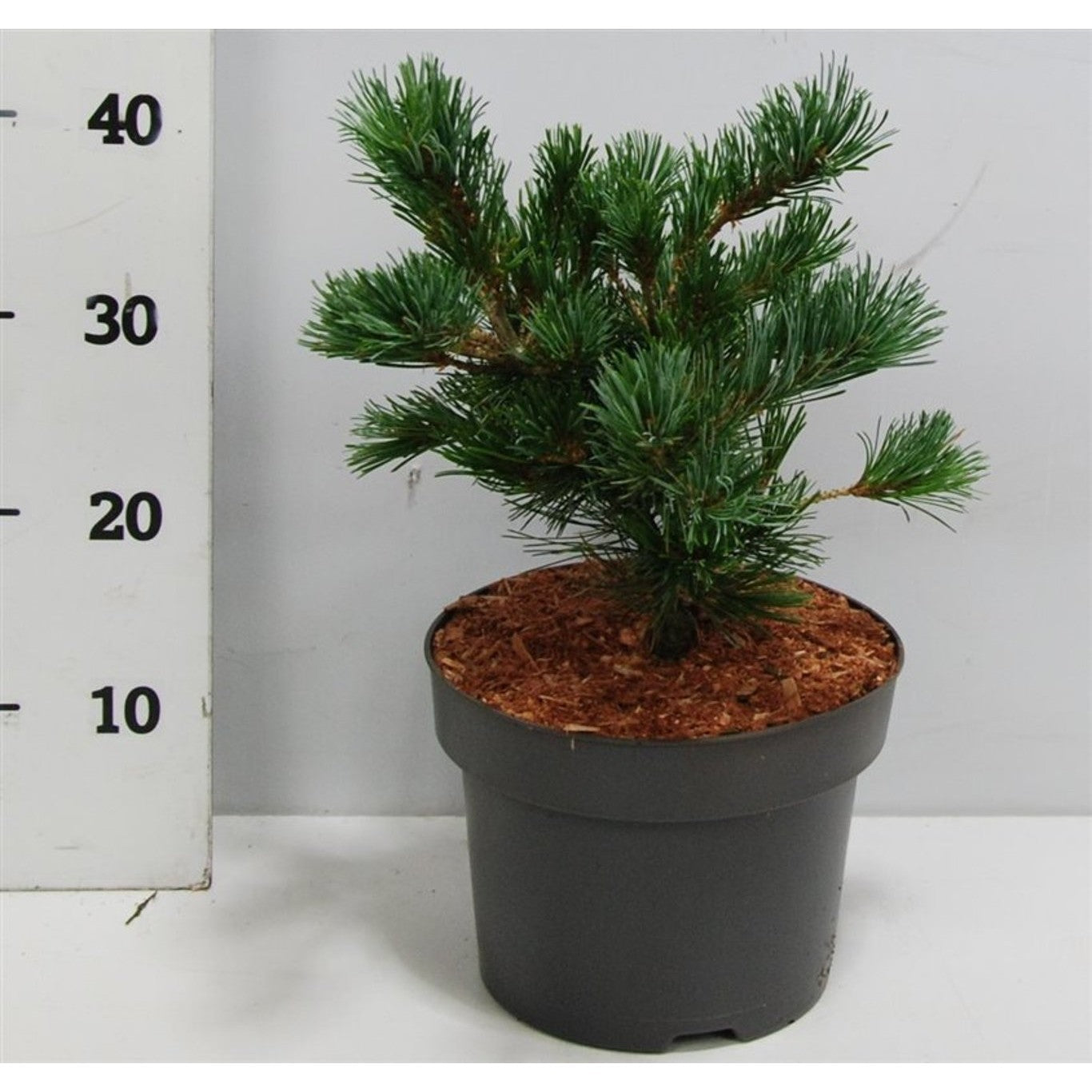 Japansk vitbarrtall – Pinus parviflora 'Negishi' - C5 30-35 CM