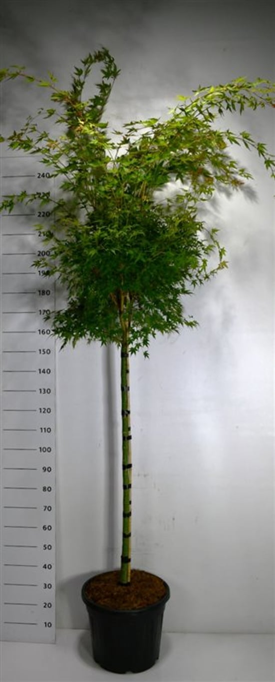 Japansk lönn – Acer palmatum &