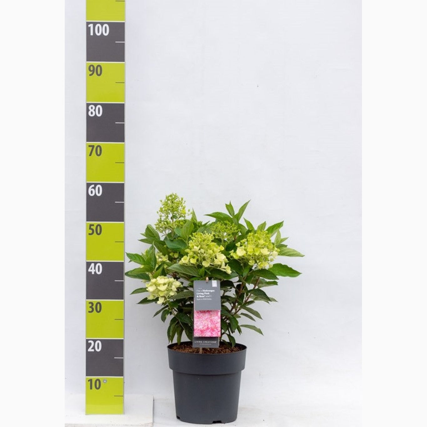 Syrenhortensia – Hydrangea paniculata Living Pink & Rose - C4,6 40-60 CM