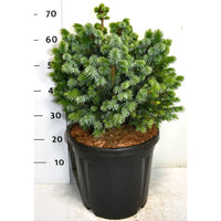 Sitkagran – Picea sitchensis 'Tenas' - C18 35-40 cm.