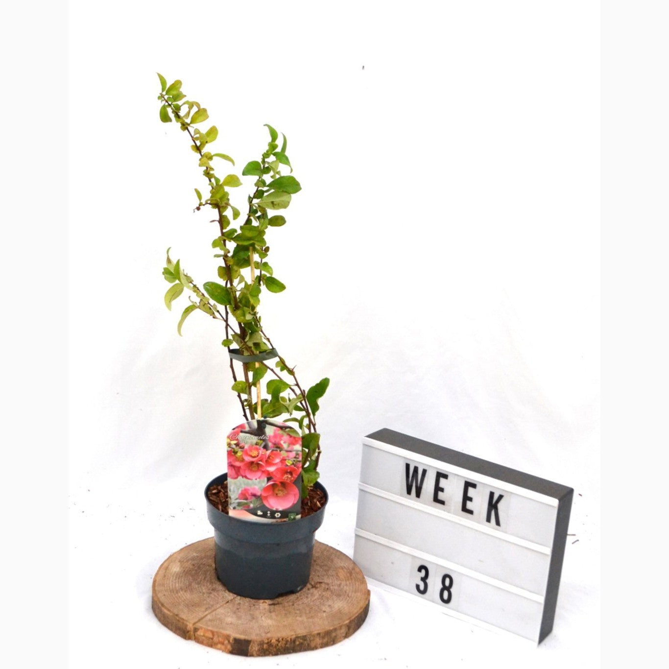 Hybridkvitten – Chaenomeles superba 'Pink Lady' - C2 50-60 CM