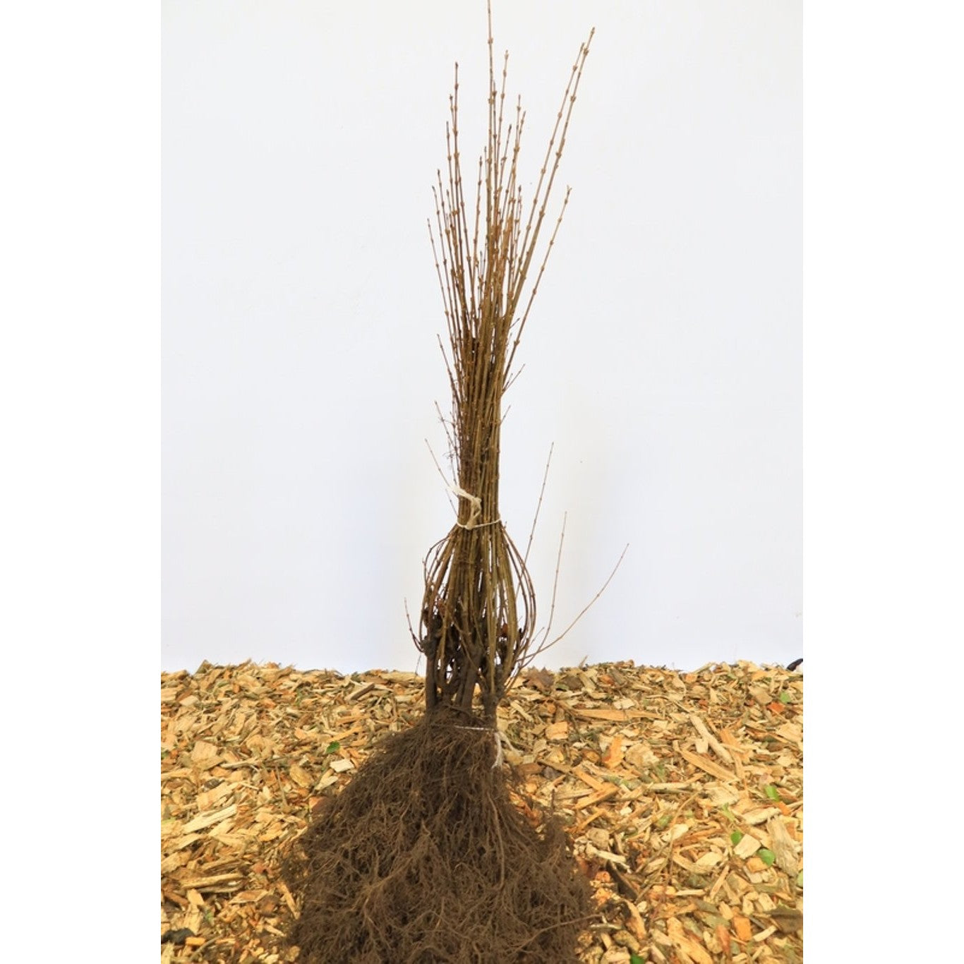 Liguster – Ligustrum vulgare - 100-120 CM bare root 0/2  4-5 branche