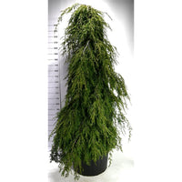 Hemlock – Tsuga canadensis 'Pendula' - C180 175-200 cm. Sol