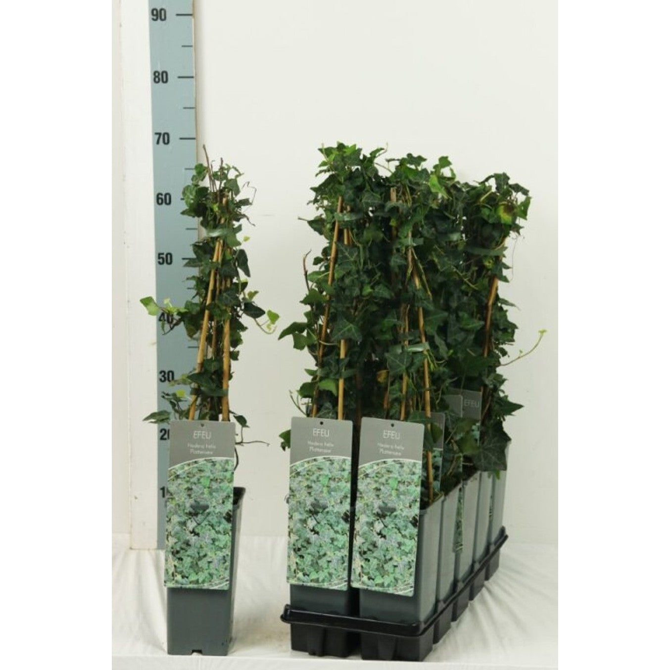 Murgröna – Hedera helix 'Plattensee' - C2 50-60 CM 3 Stick