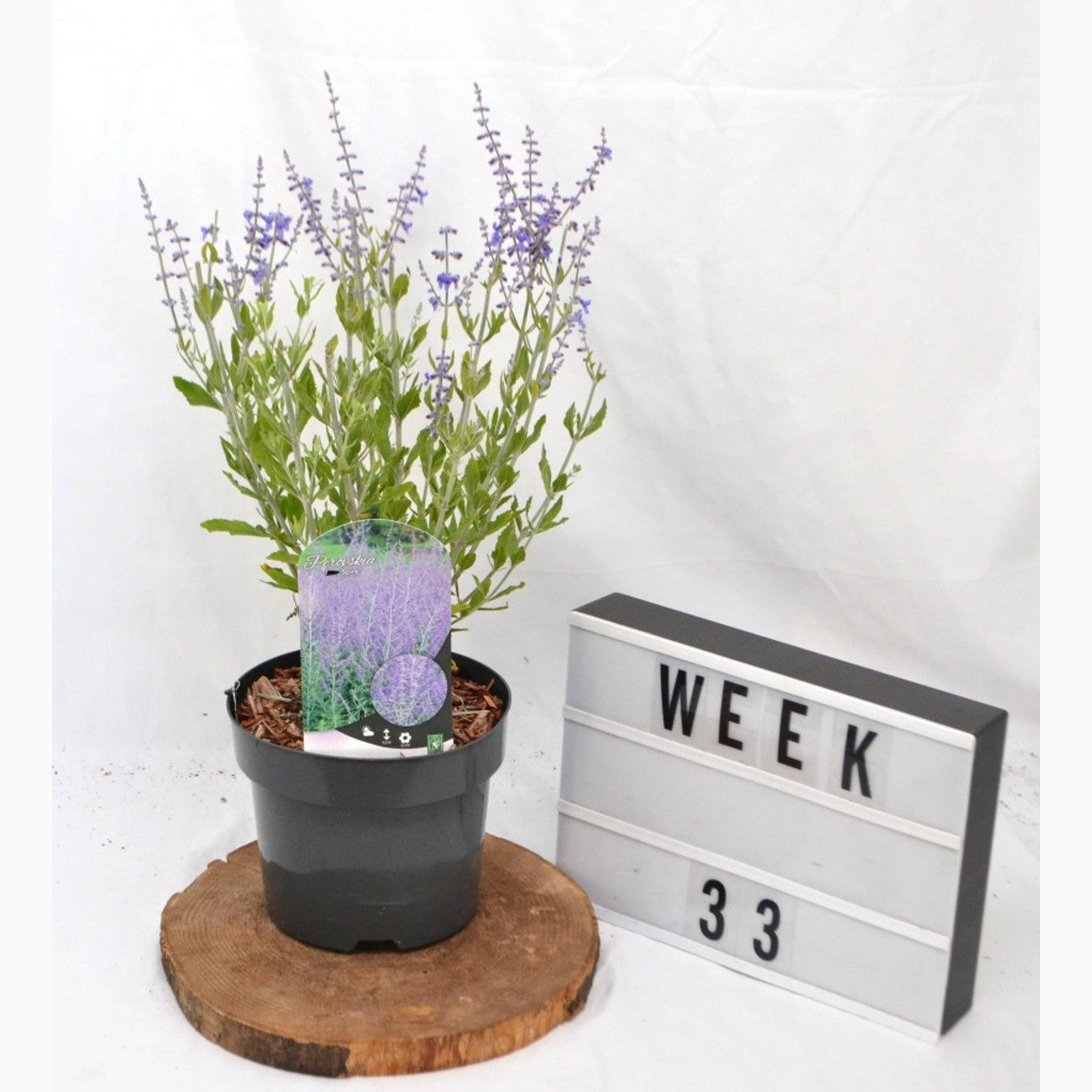 Perovskia – Perovskia atriplicifolia 'Little Spire' - C3 20-40 CM