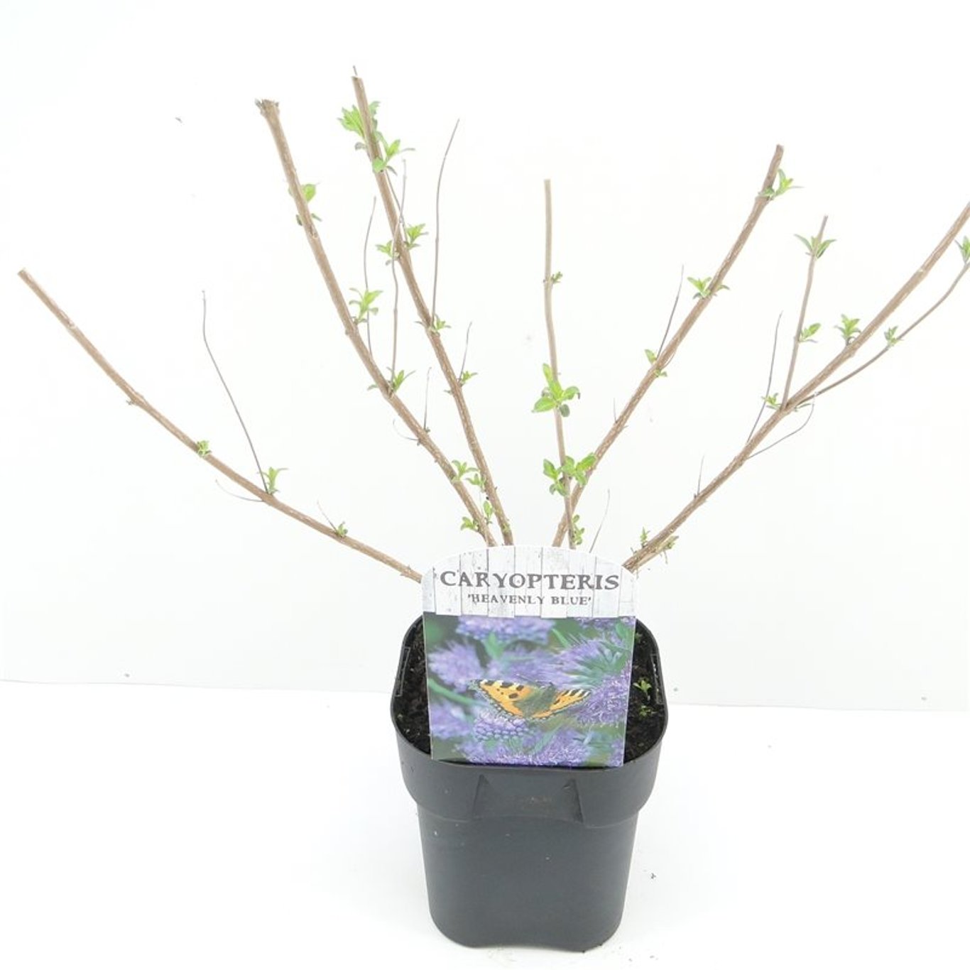 Blåspirea – Caryopteris clandonensis 'Heavenly Blue' - C2