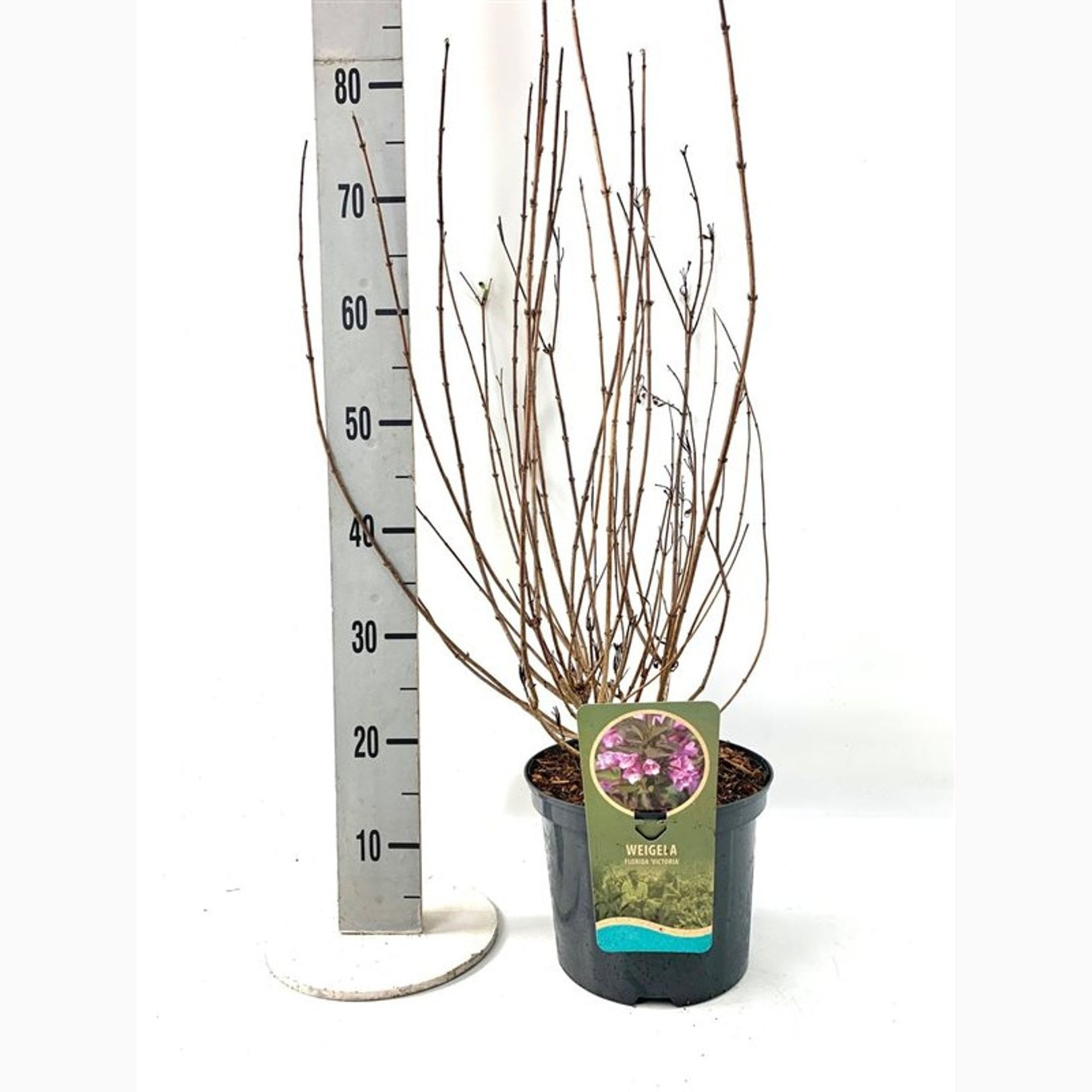 Praktweigela – Weigela florida 'Victoria' - C5 40-60 CM