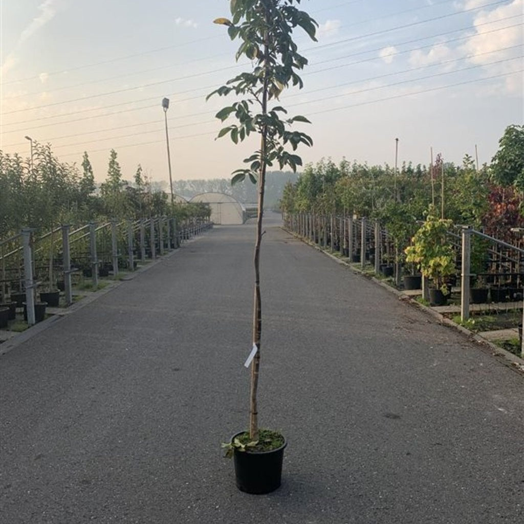 Valnöt – Juglans regia 'Coenen' - C20 6/8  150 CM Stem