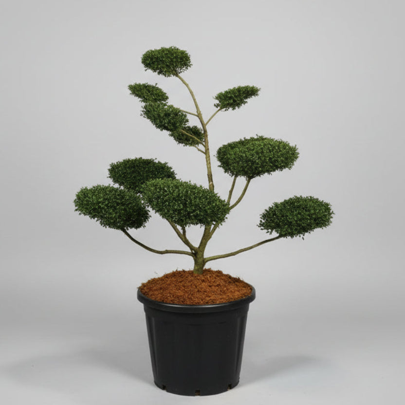 Japansk järnek – Ilex crenata 'Glory Gem' - C110 100-120 cm. Bonsai