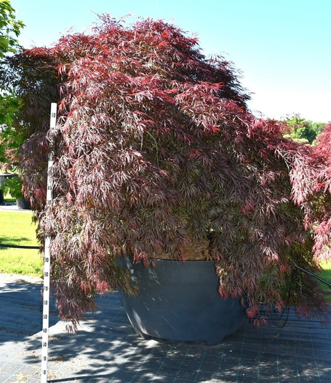 Japansk lönn – Acer palmatum &