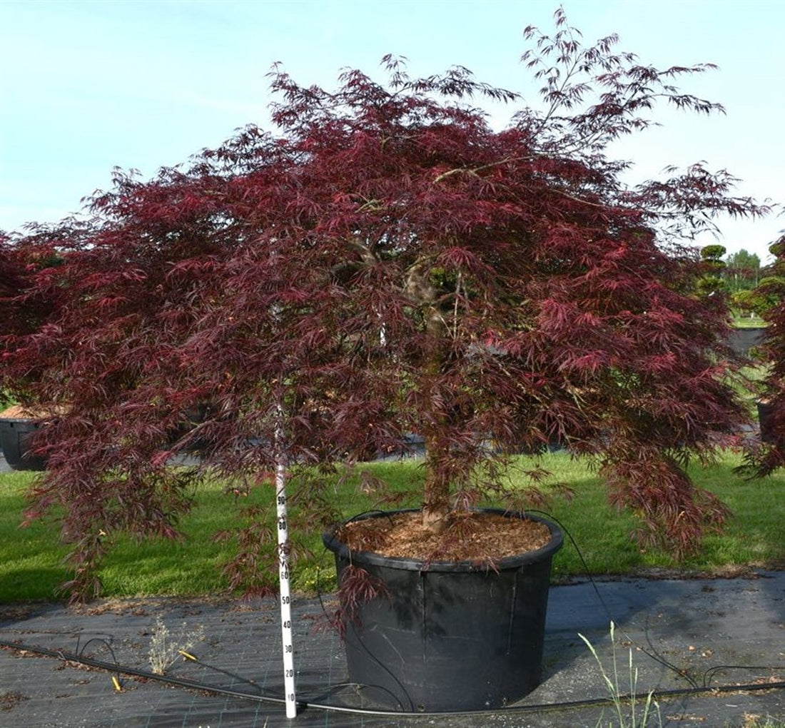 Japansk lönn – Acer palmatum &