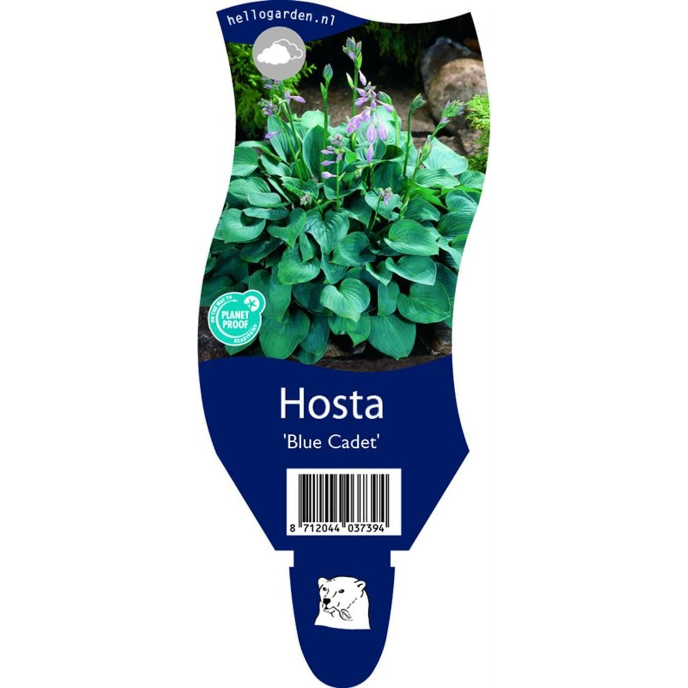 Funkia – Hosta 'Blue Cadet' - P11