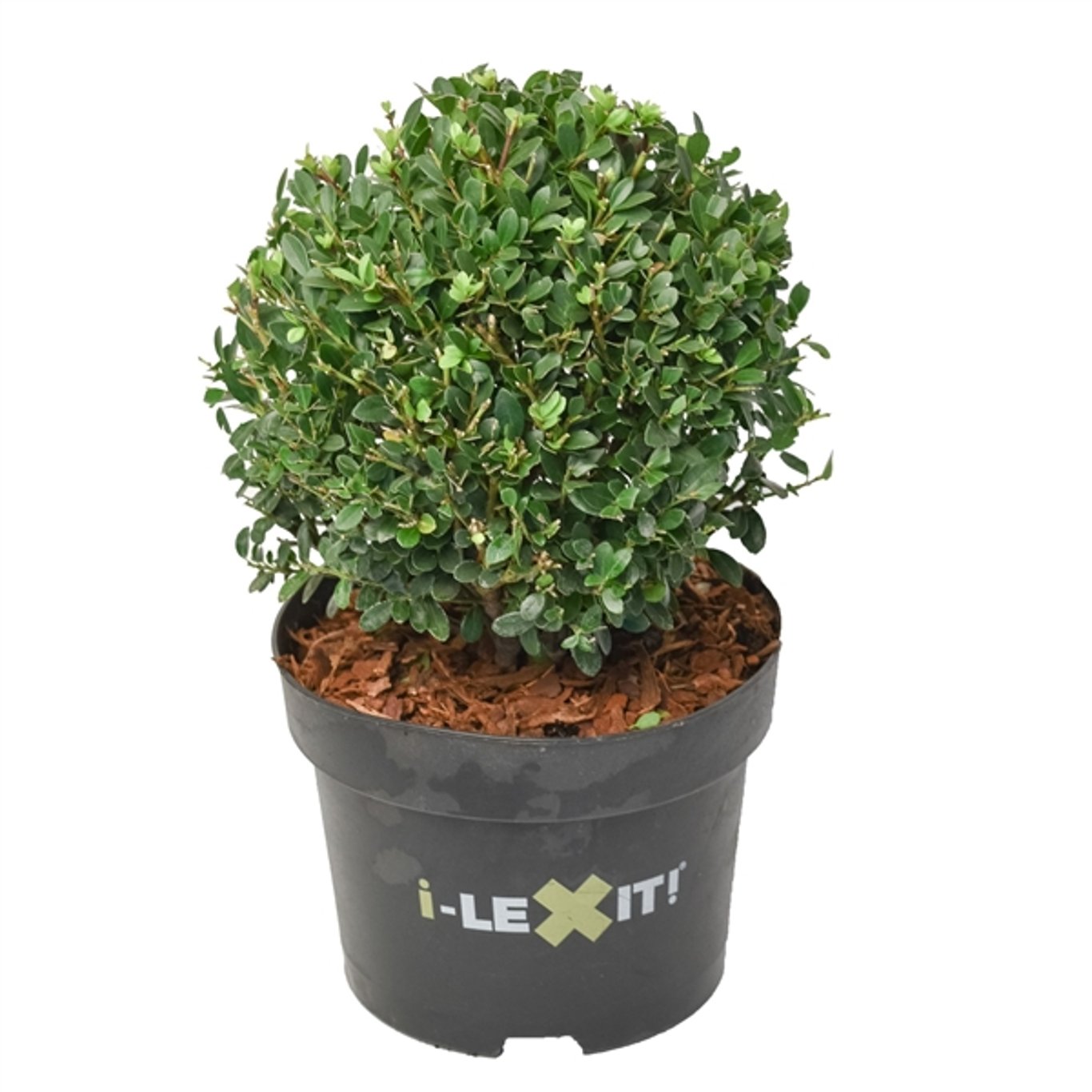 Japansk järnek – Ilex crenata 'Dark Green'® - 20 CM Ball Cont.