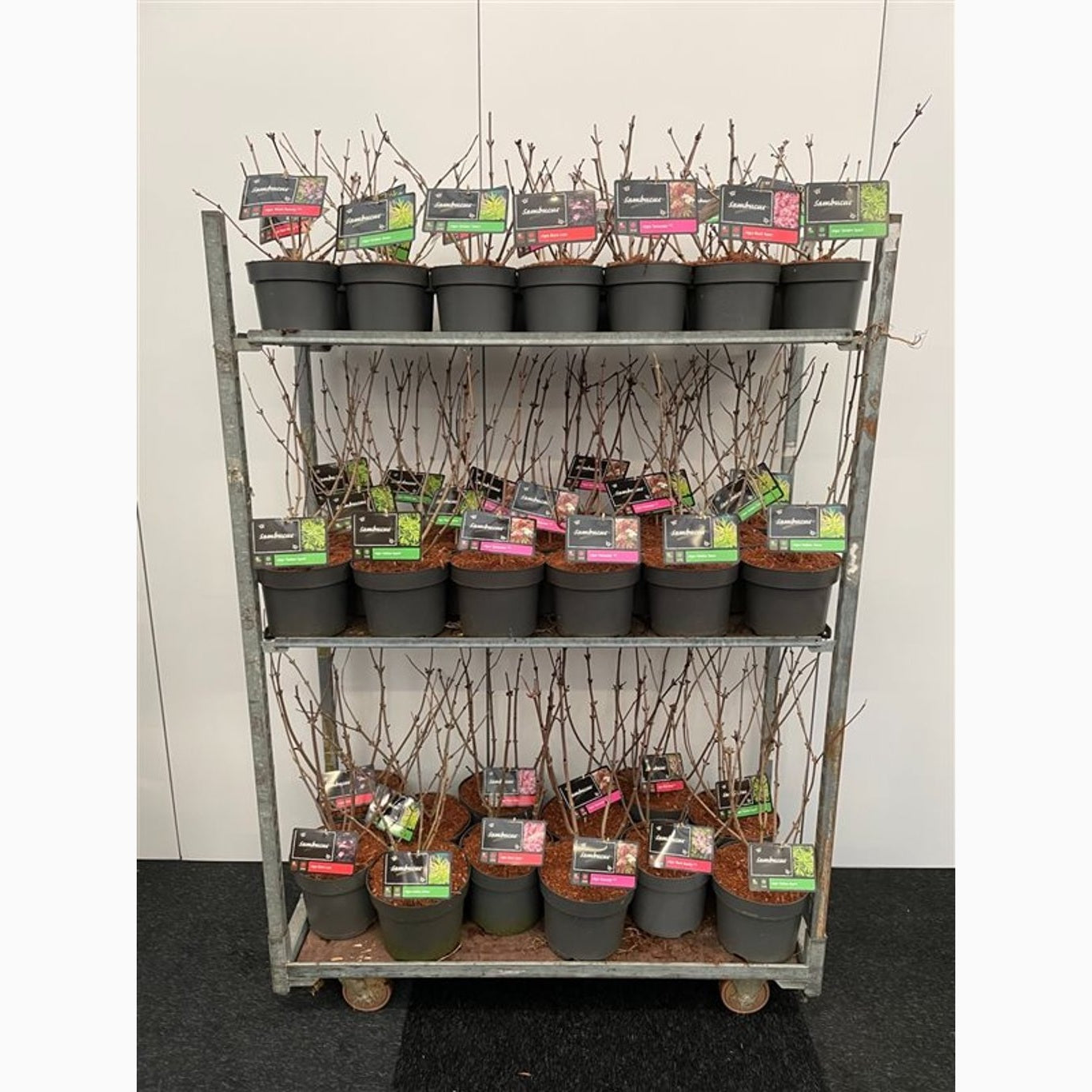 Fläder – Sambucus nigra 'Golden Tower' - C7,5