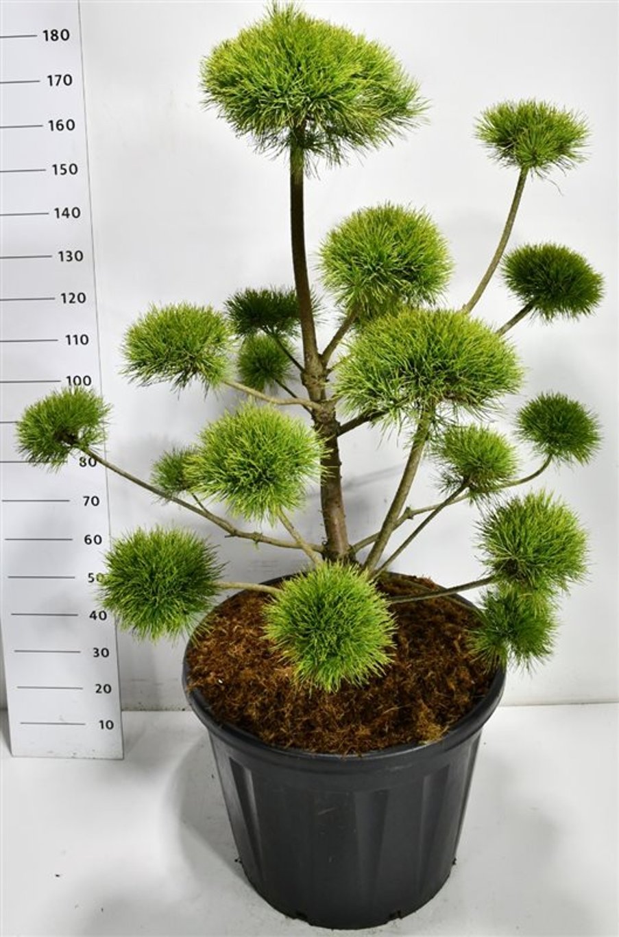Tall – Pinus sylvestris &