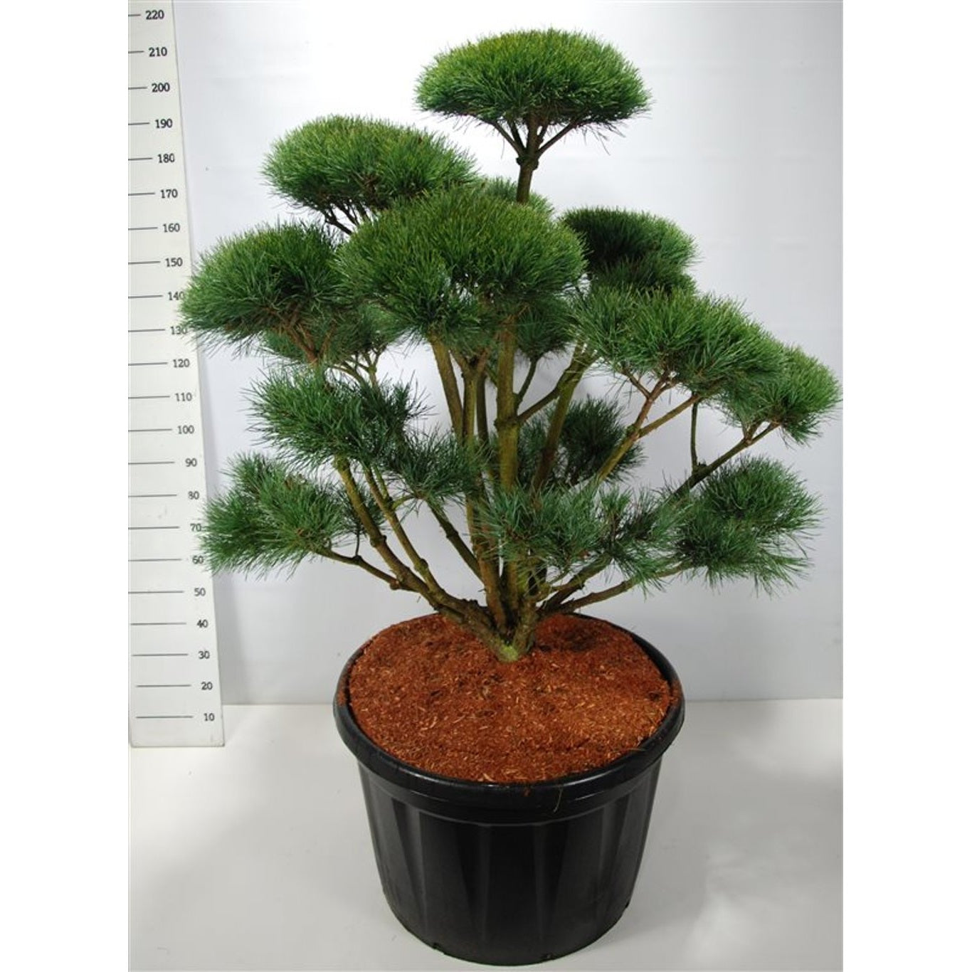 Tall – Pinus sylvestris 'Watereri' - 125-150 CM Bonsai Cont.