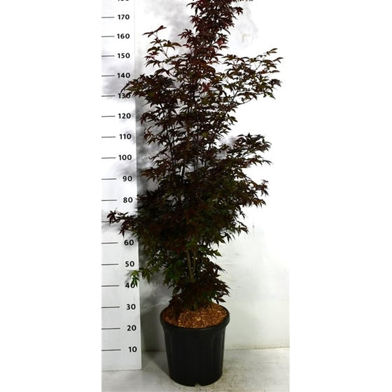 Japansk lönn – Acer palmatum 'Twombly's Red Sentinel' - C18 125-150 cm.