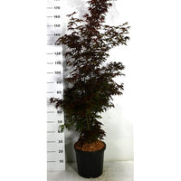 Japansk lönn – Acer palmatum 'Twombly's Red Sentinel' - C18 125-150 cm.