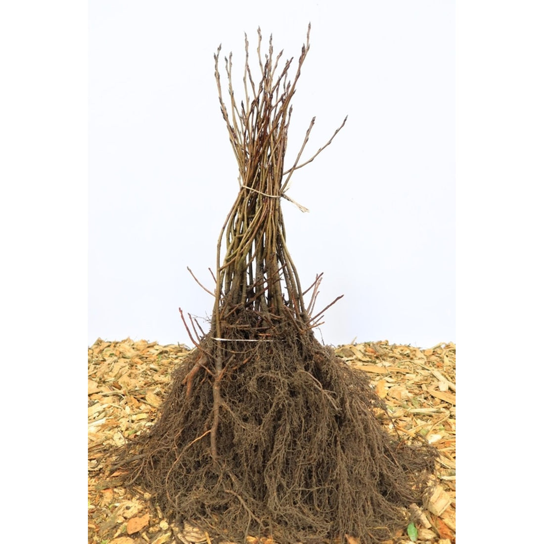 Svartaronia – Aronia melanocarpa - 60-80 CM barrot 1/2 2-3 grenar