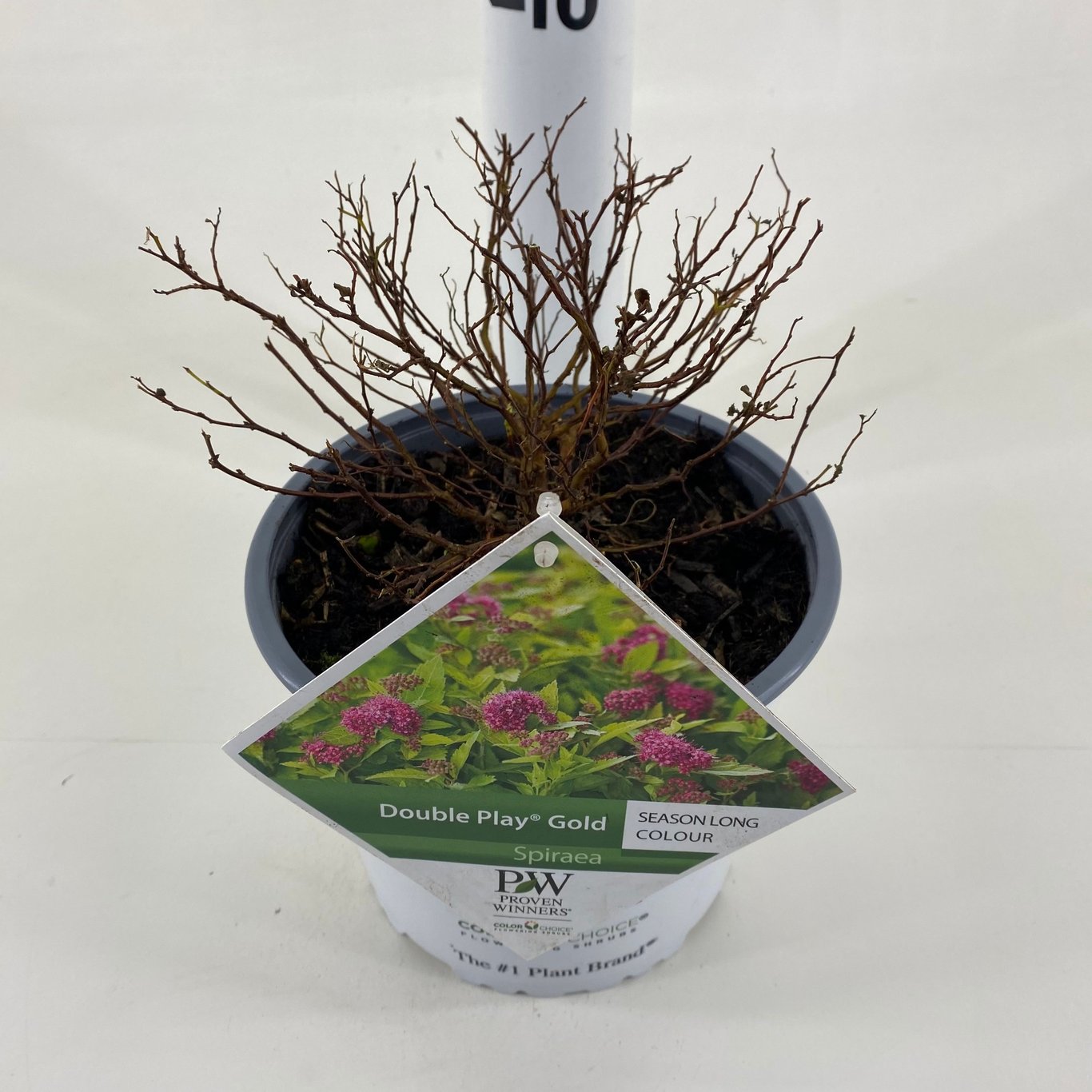 Praktspirea – Spiraea japonica DOUBLE PLAY 'Gold'® - C3 20-30 CM