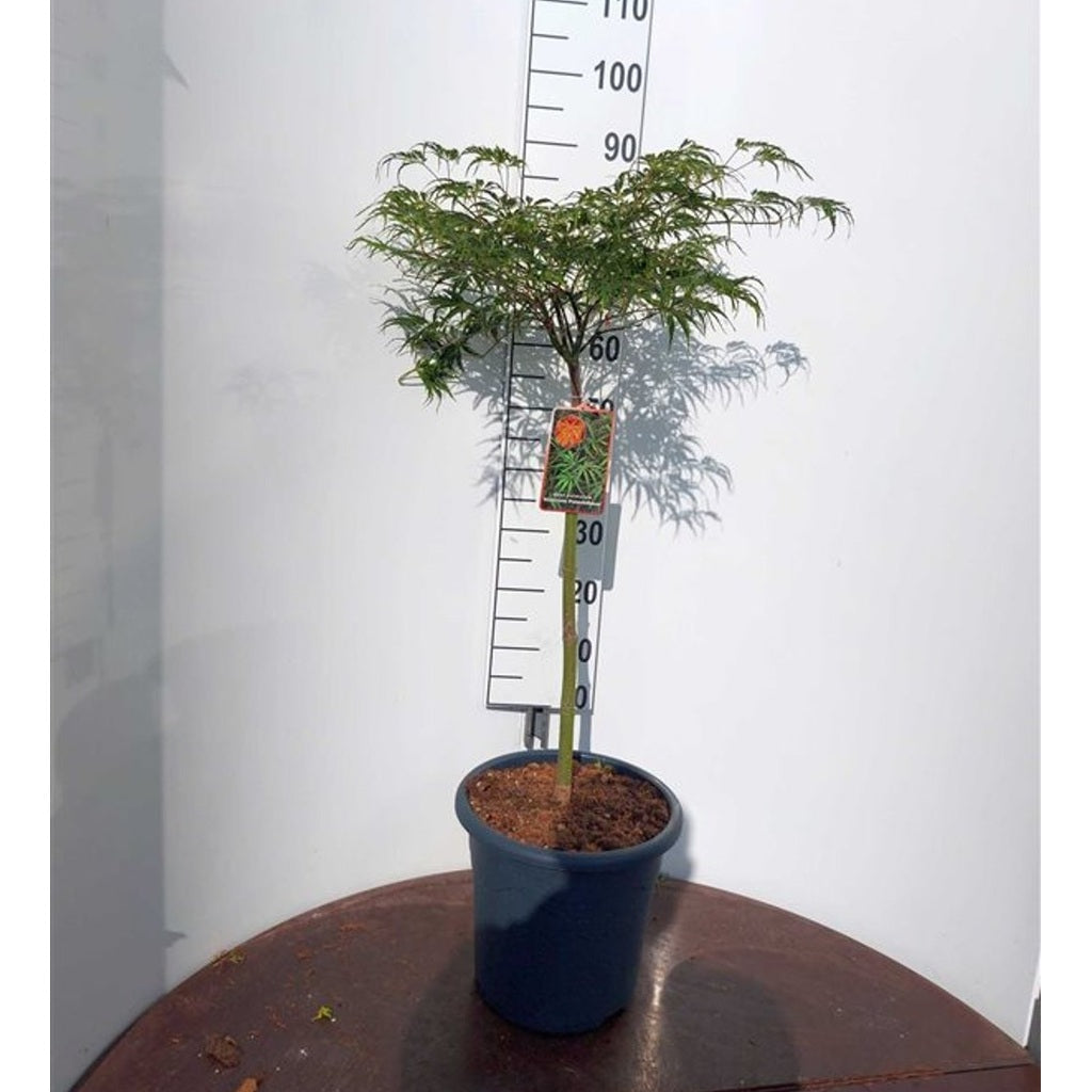 Japansk lönn – Acer pal. 'Dissectum Palmatifidum' - 50 CM Stem C15