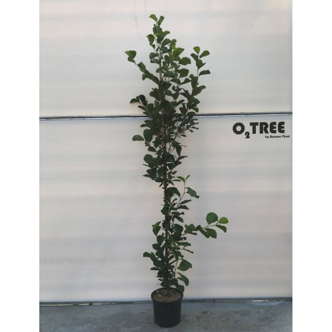 Klibb-al – Alnus glutinosa 'Pyramidalis' - 8/10 Feathered Cont.