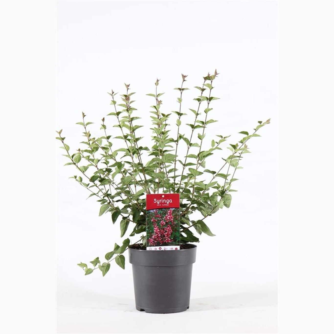 Syren – Syringa microphylla 'Superba' - C4,6