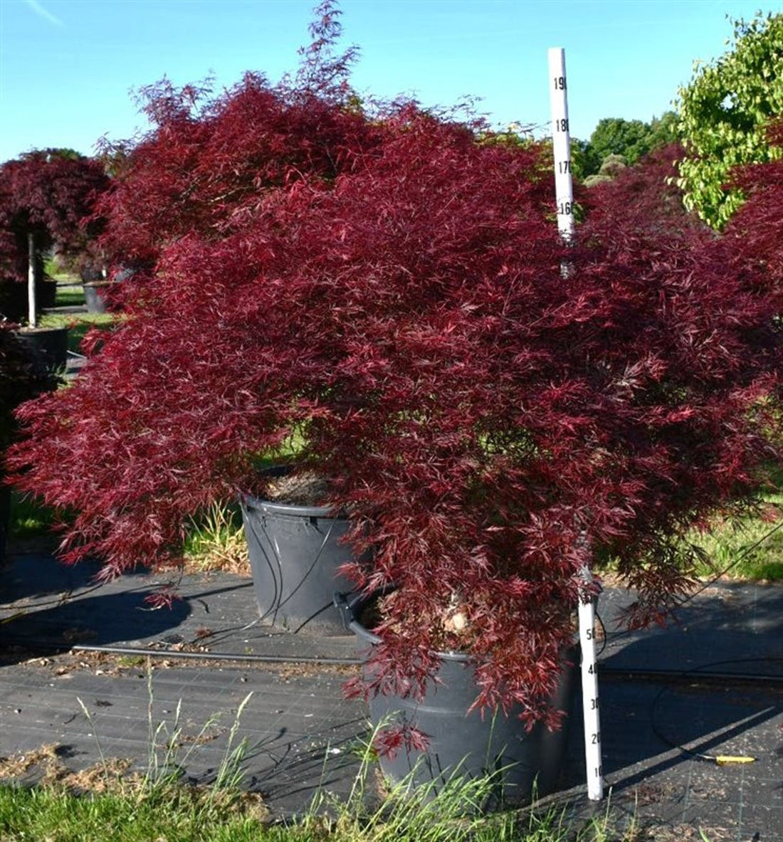 Japansk lönn – Acer palmatum &