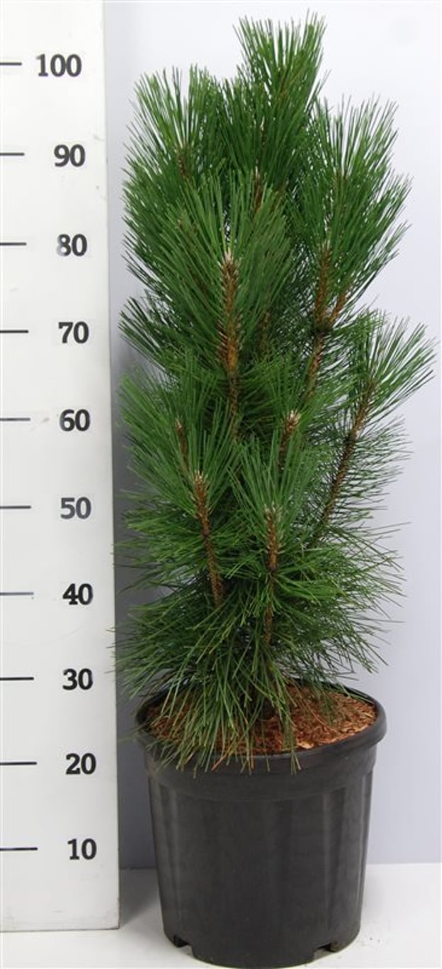 Svarttall – Pinus nigra &