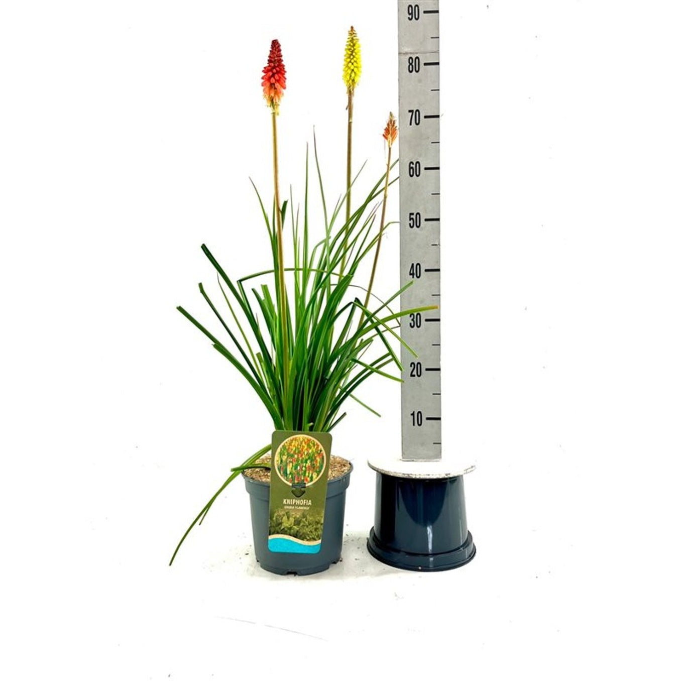 Fackellilja – Kniphofia 'Flamenco' - C5