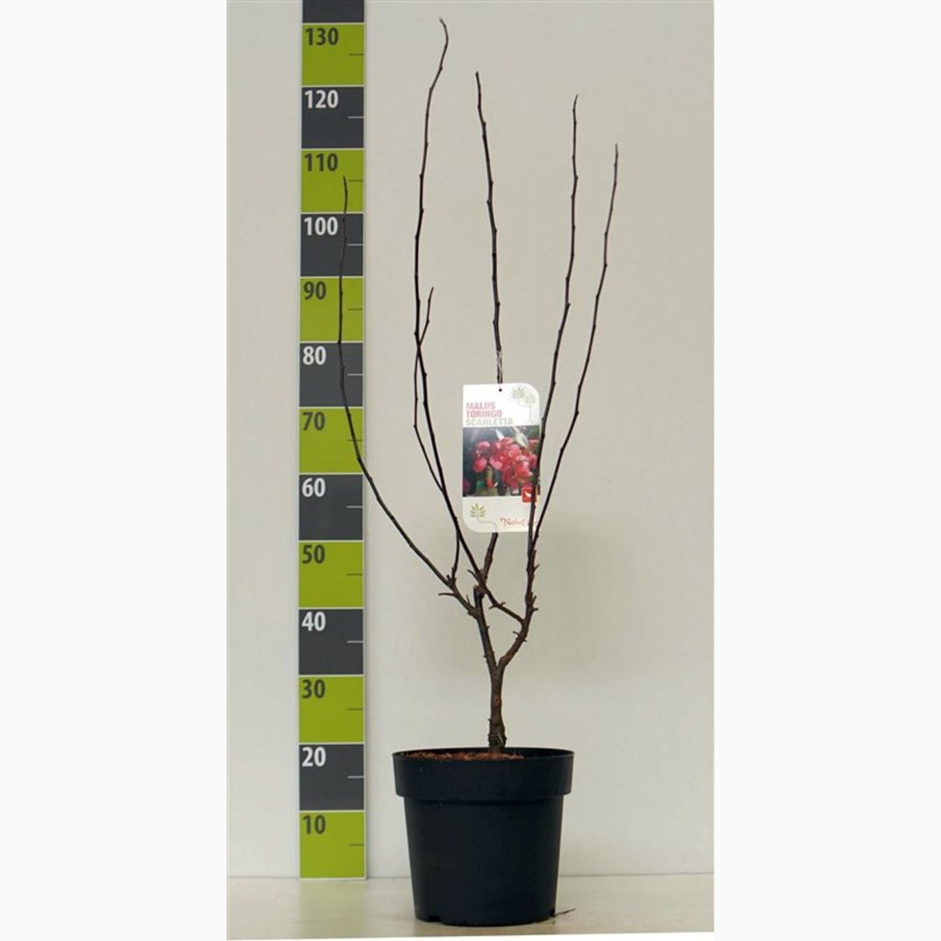 Äpple – Malus toringo 'Scarlett' - C7 80-100 CM