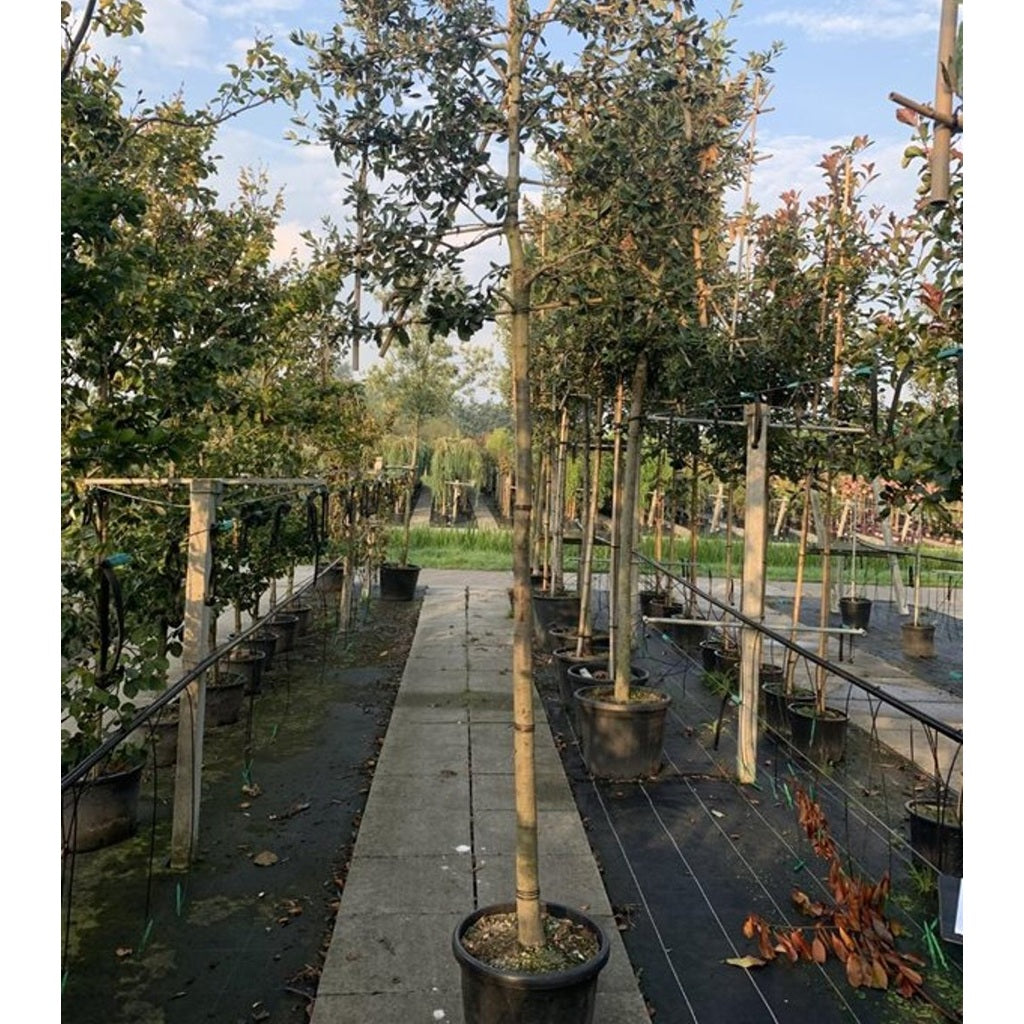 Stenek – Quercus ilex - 20/25 in Cont HO/ST
