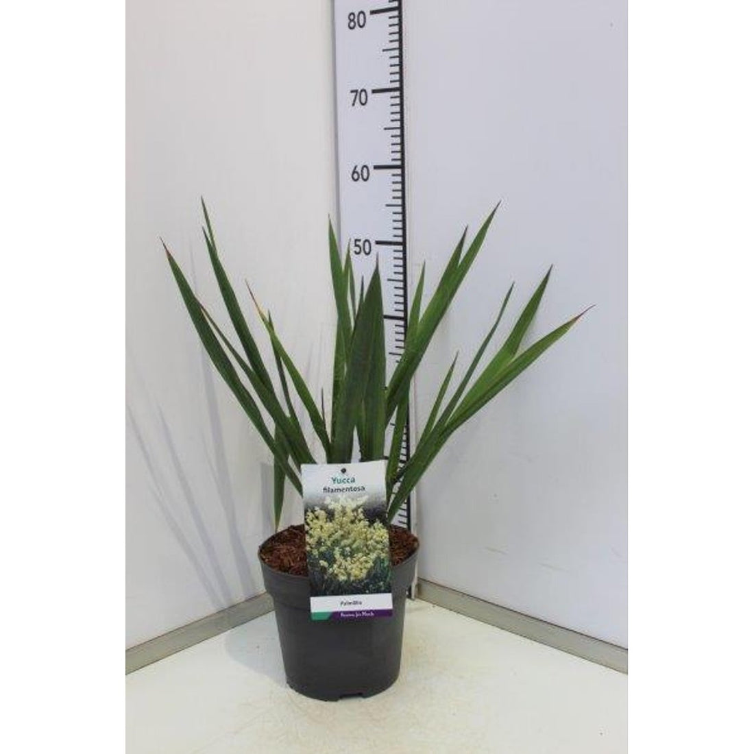 Palmlilja – Yucca filamentosa - C3