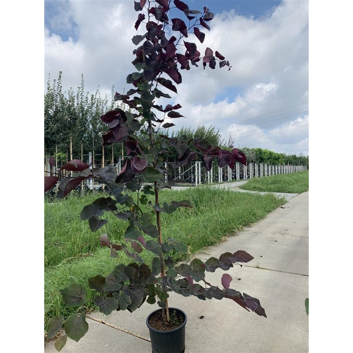 Judasträd – Cercis canadensis 'Merlot' - 180 CM Stem C15